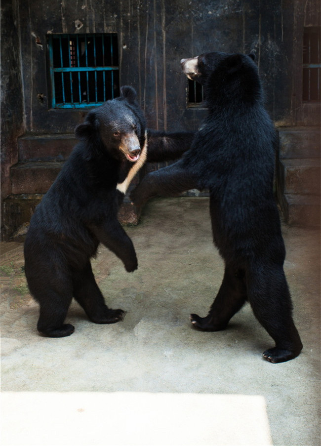 熊膽對驚癇抽搐效果好嗎？